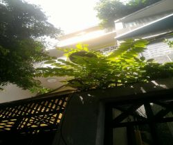 ban nha hxh huynh van banh p 13 phu nhuan  33 x16mnh 6m 3lau  gia chi  61 ty